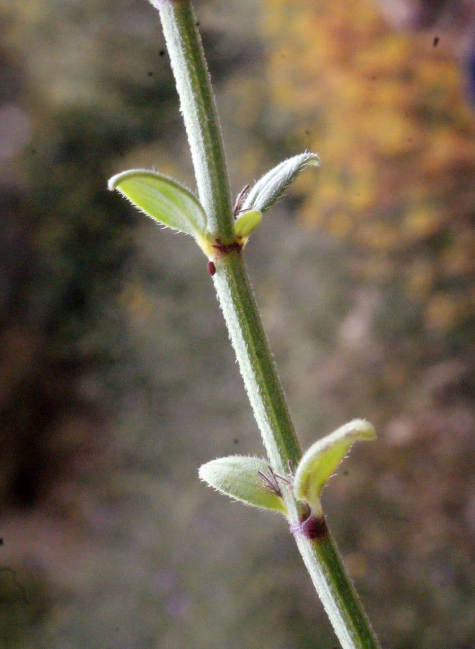Micromeria greca 14