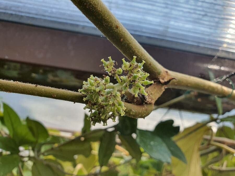 Tetrastigma