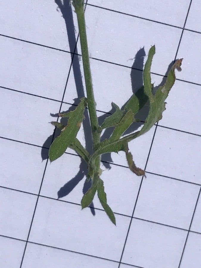 Centaurea 6