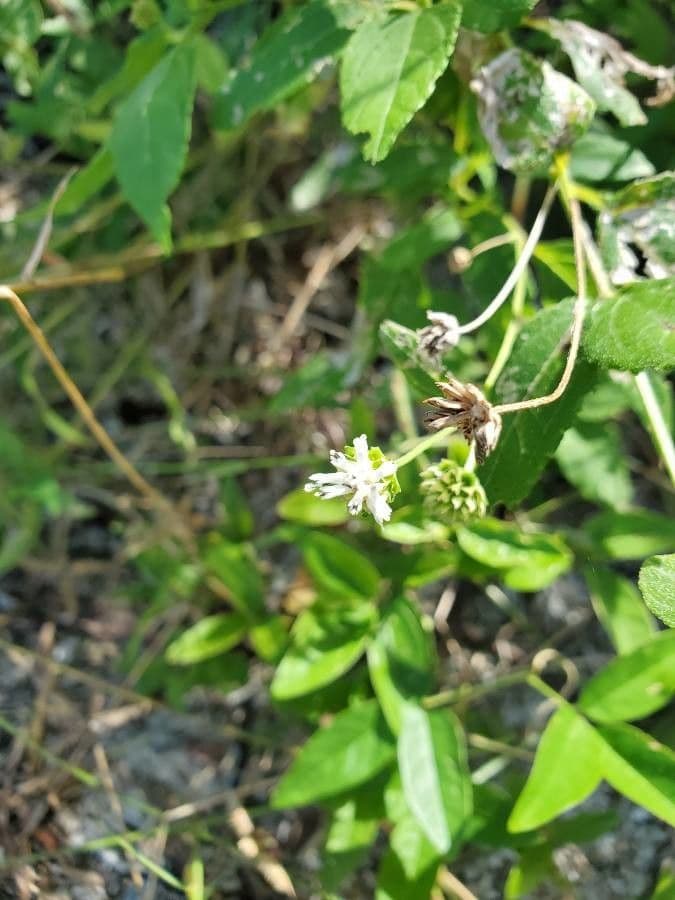 Adenostemma 3