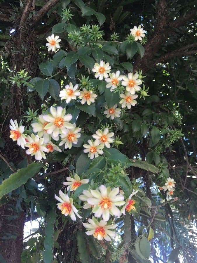 Pereskia 6