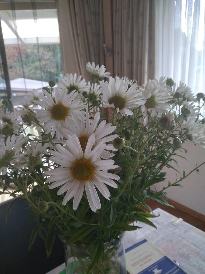 Späte Wucherblume 5