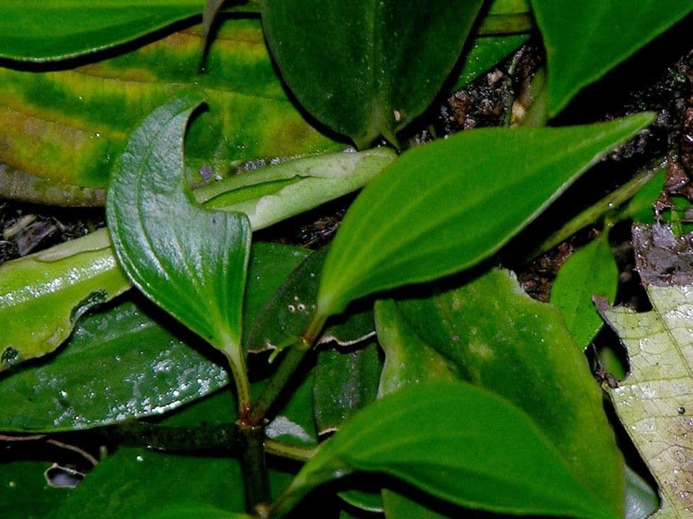 Peperomia 3