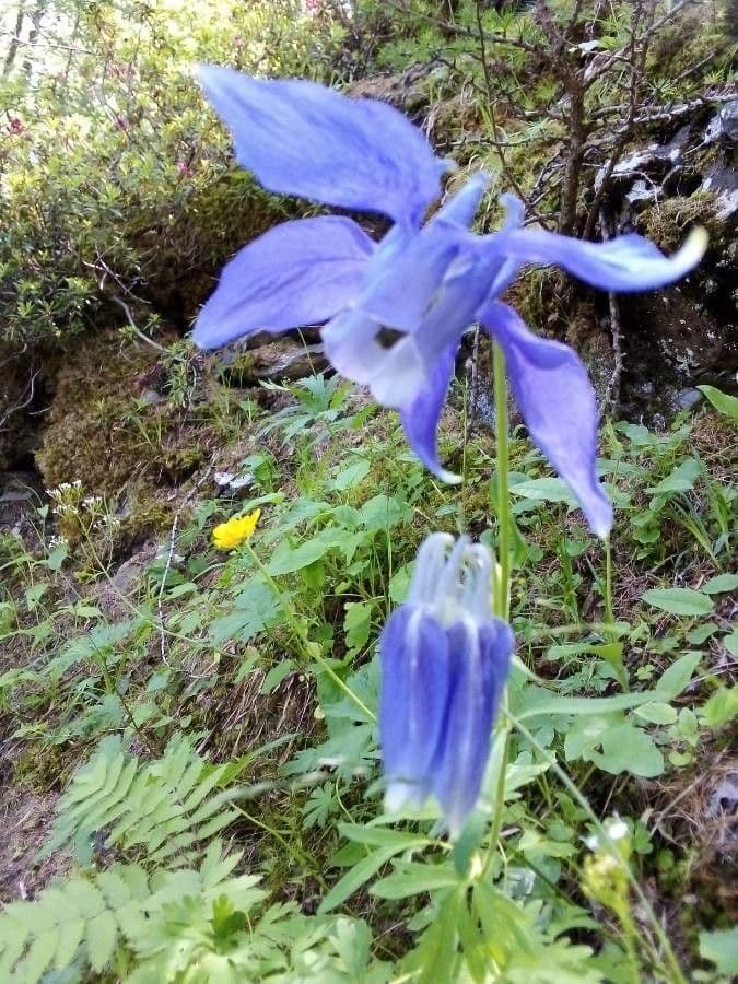 Alpine columbine 3