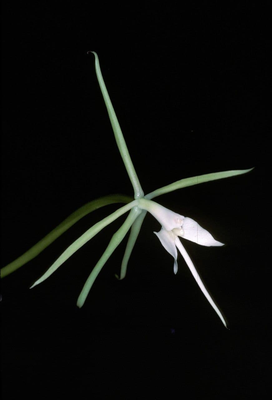 Epidendrum 2
