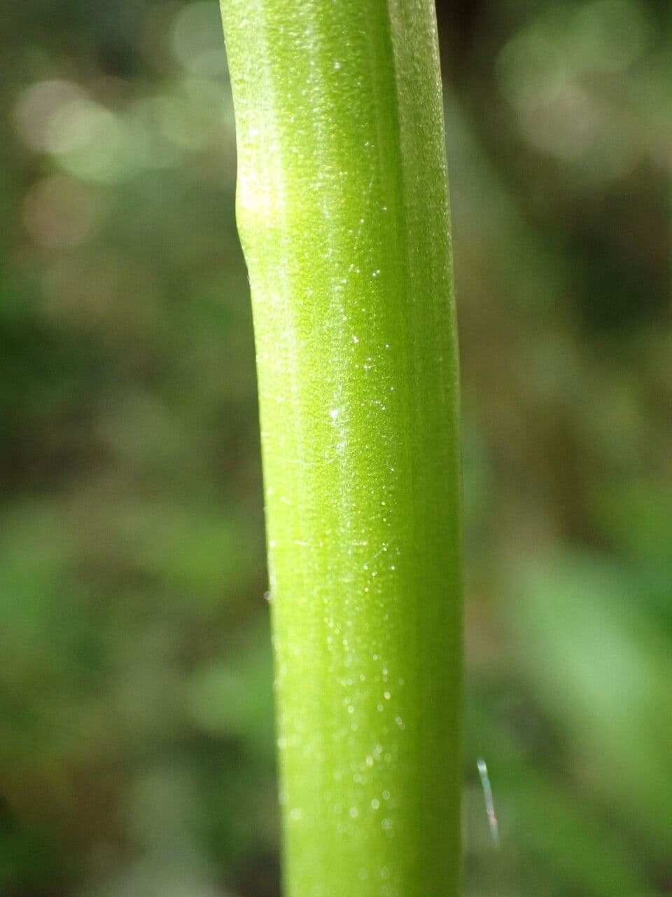 Orchidea militare 17