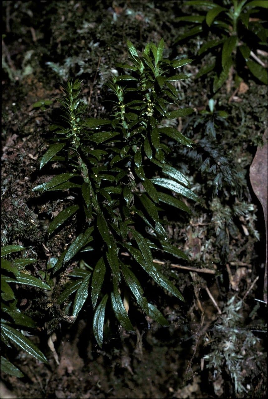 Huperzia serrata