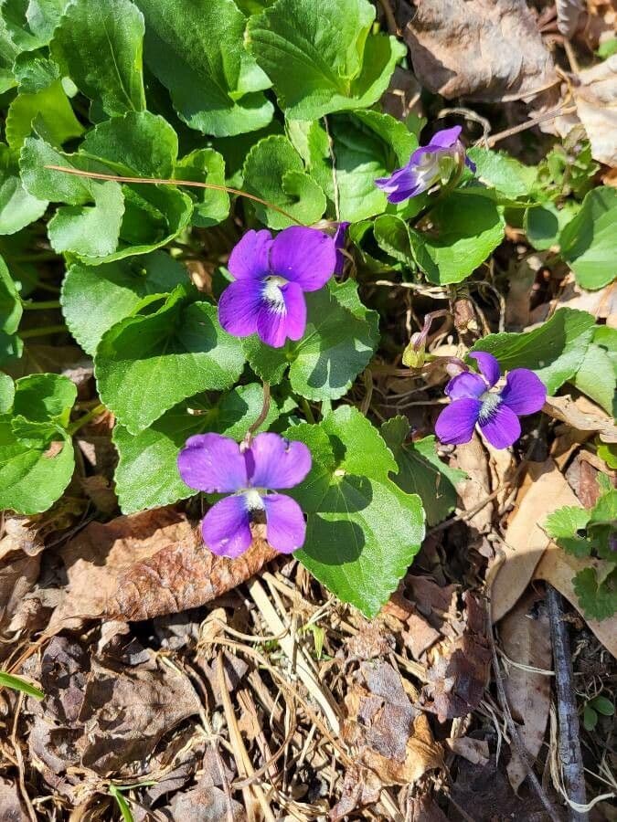 Viola americana 5