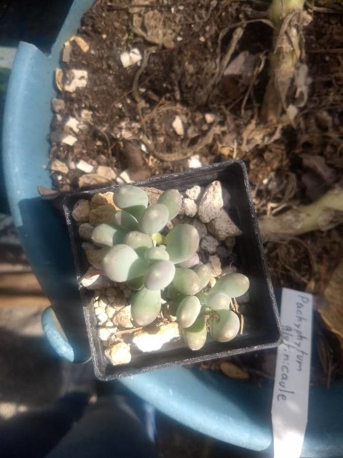 Pachyphytum 3