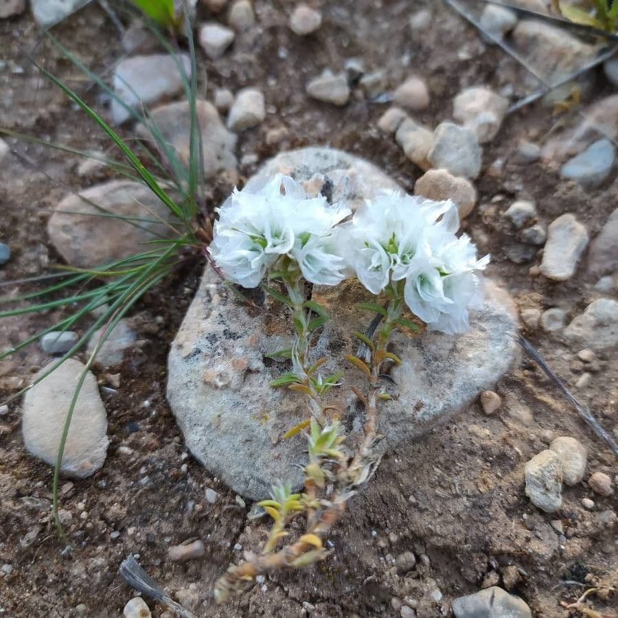 Paronychia capitata 16