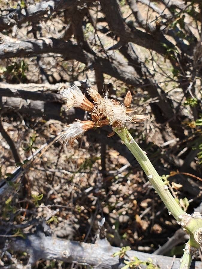 Kleinia odorosa 7