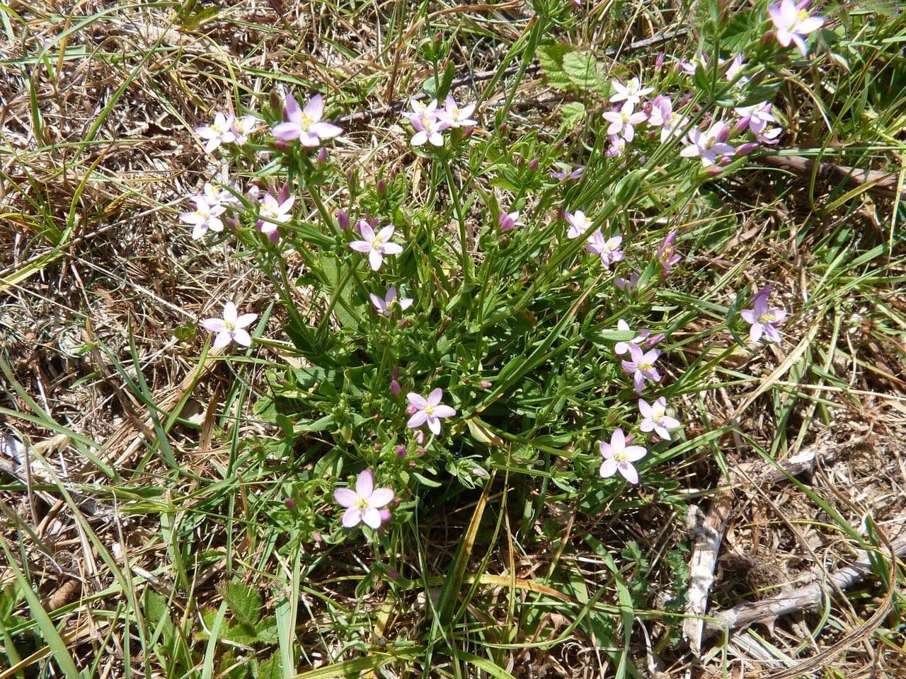 Centaurea minore 30