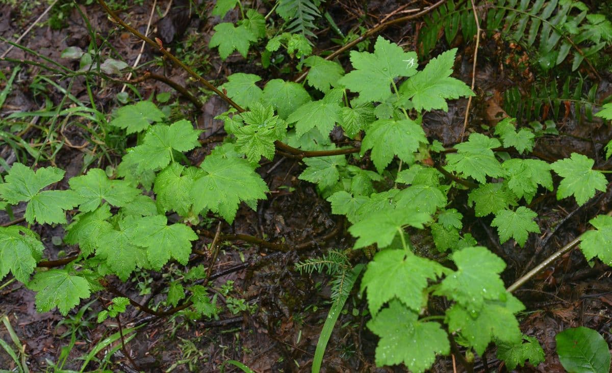 Ribes a fiore sparso 2