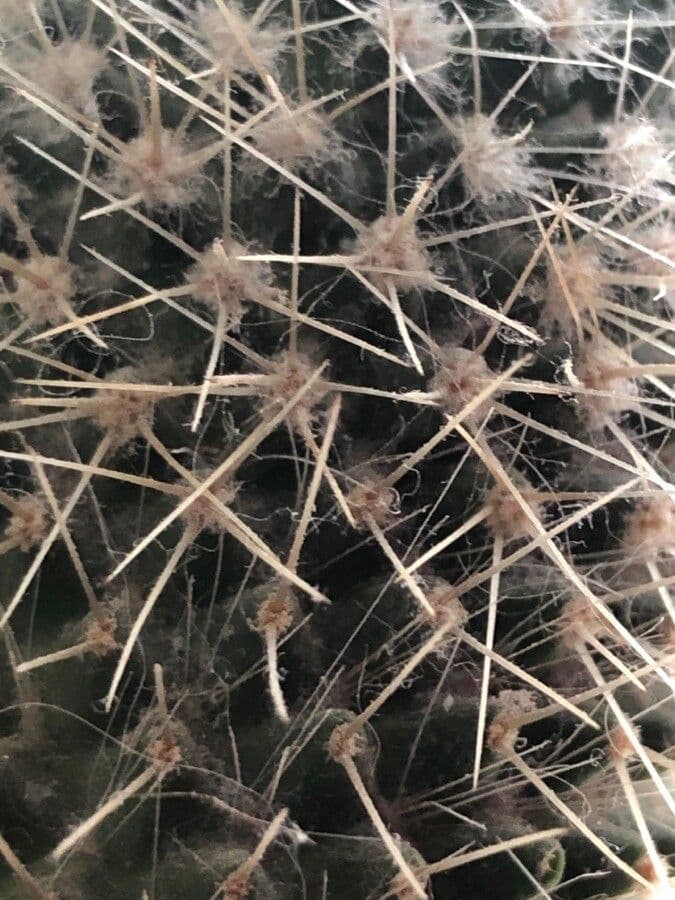 Mammillaria 29