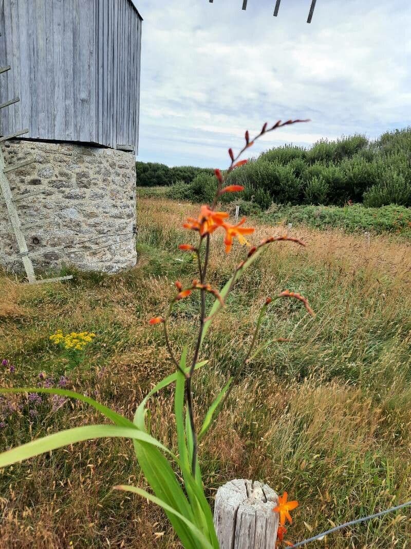 Montbretia 15