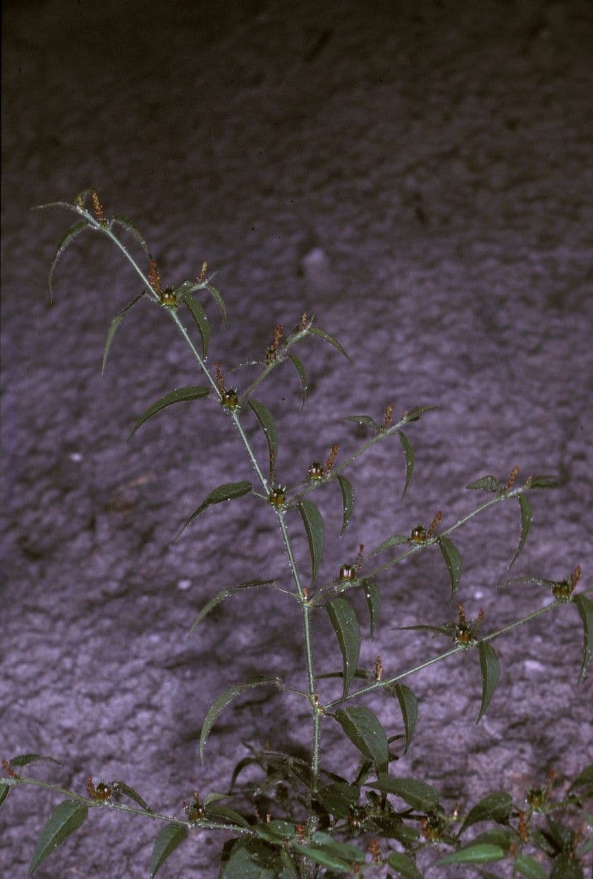 Microstachys corniculata 9