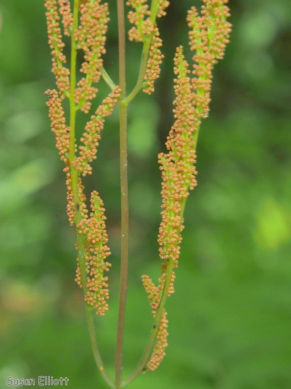 Długosz królewski 10