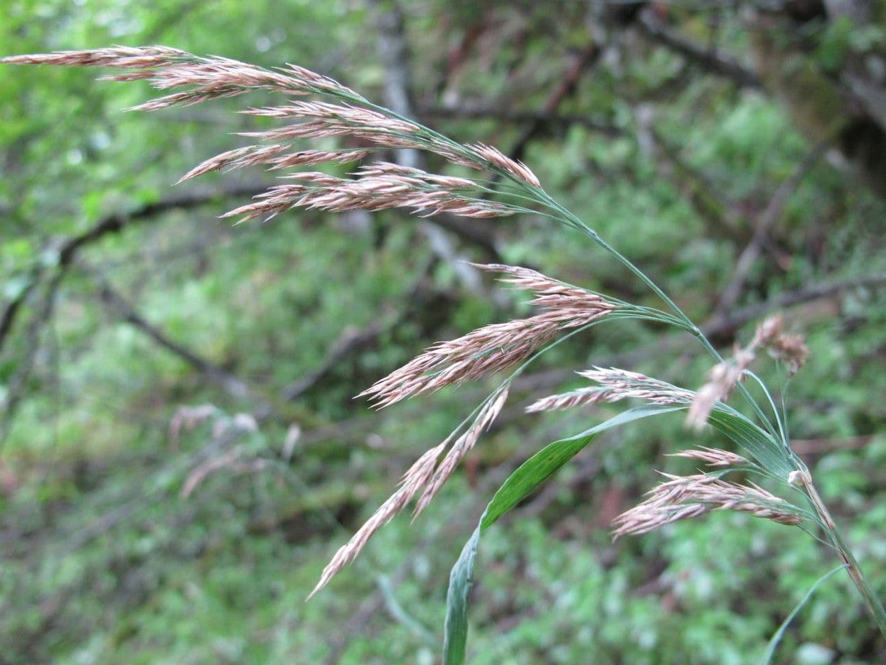 Purpur-Reitgras 2