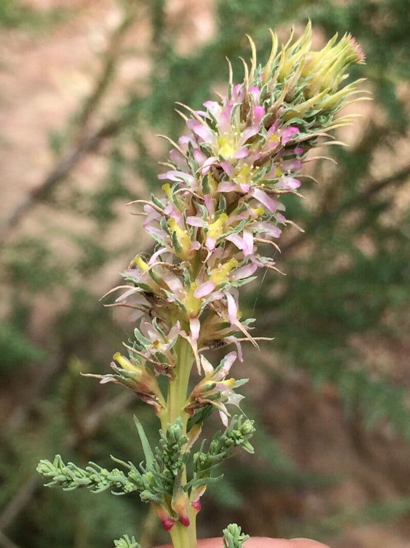 Miricaria germanica 6