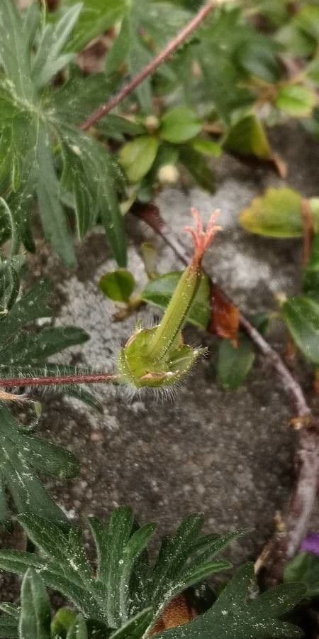 Géranium sanguin 2