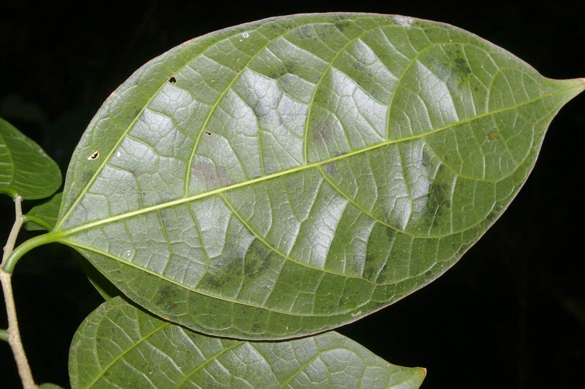 Celtis 5