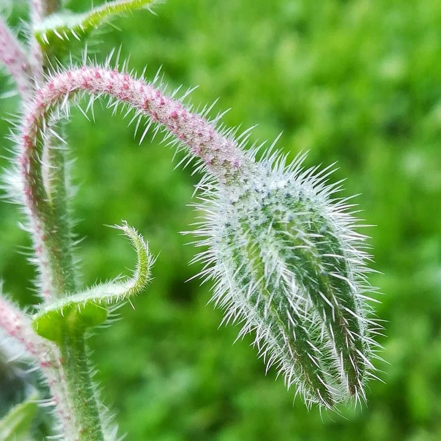 Borragine 5