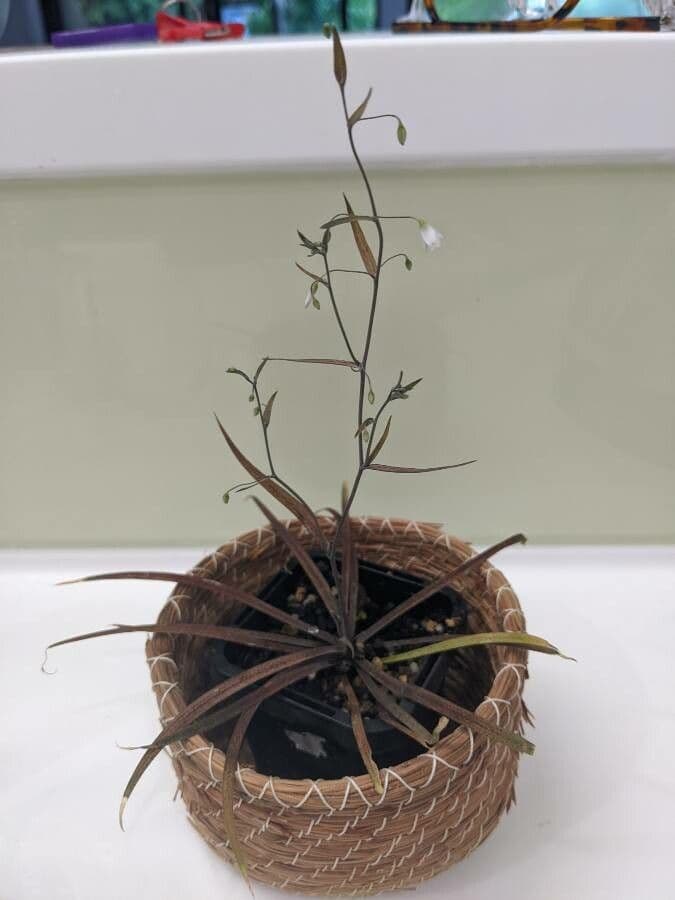 Arthropodium 3