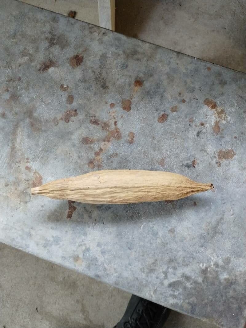 Ceiba