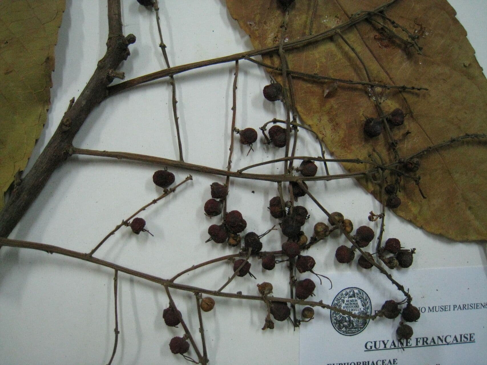 Alchornea discolor 6