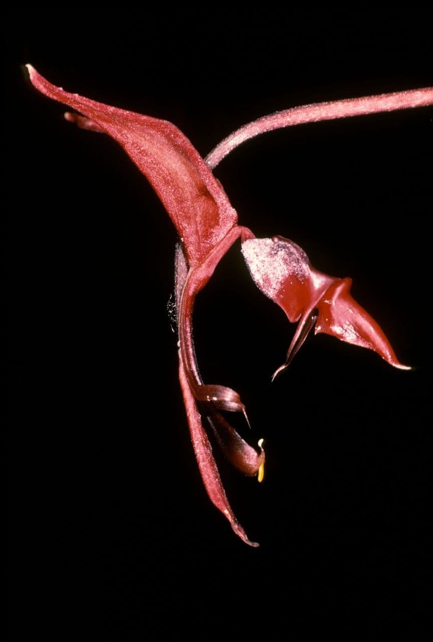 Gongora 4