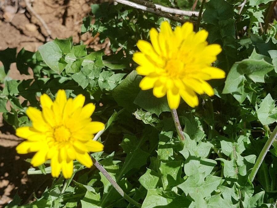 Hyoseris radiata 7