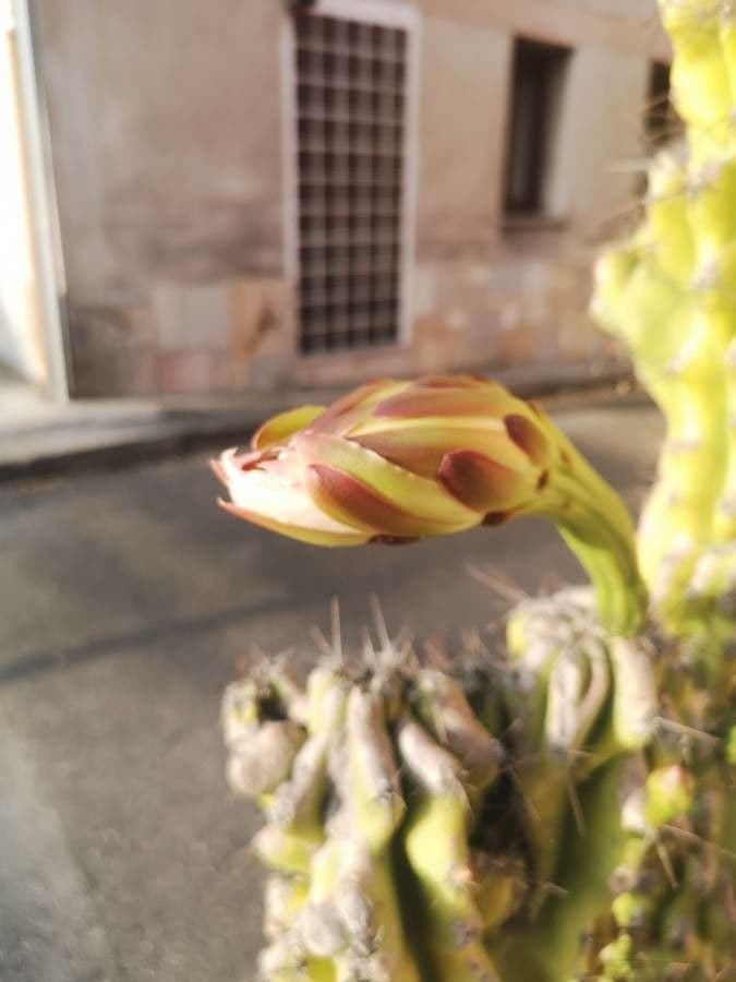 Cactus mela del Perù 4