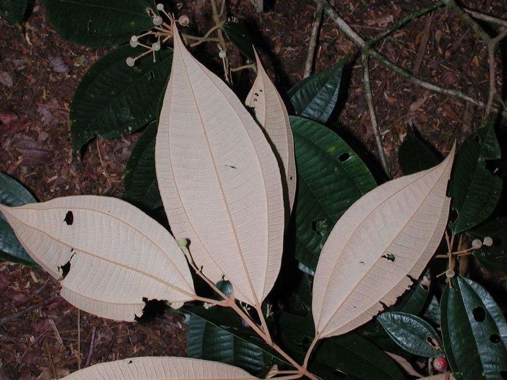 Miconia 8