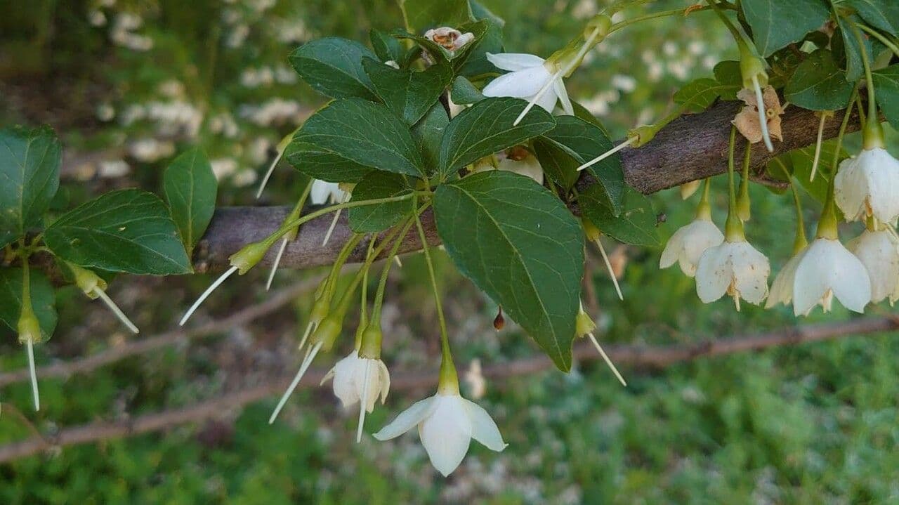 Styrax japonicus 17