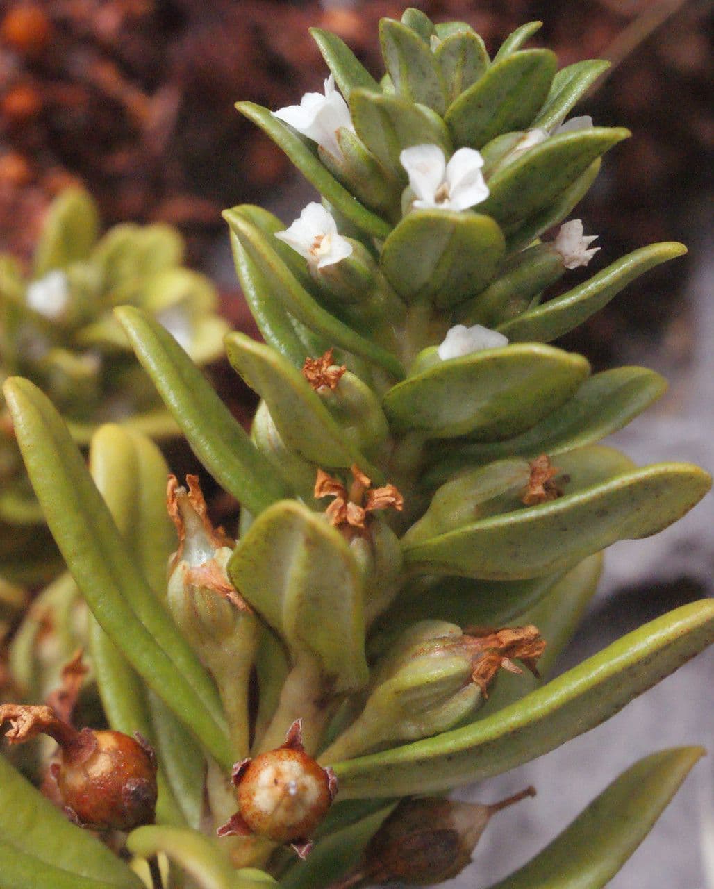 Lysimachia mauritiana 9