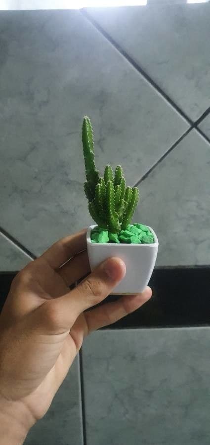 Cactus 27