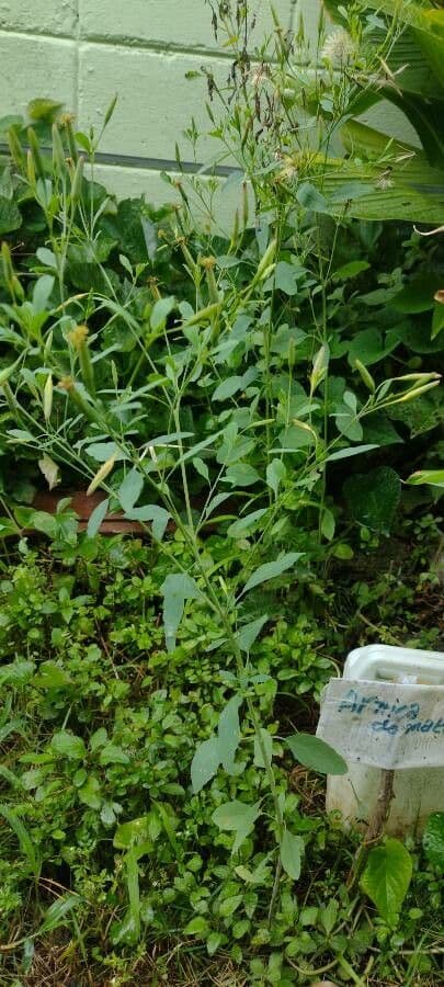 Cilantro de monte 11