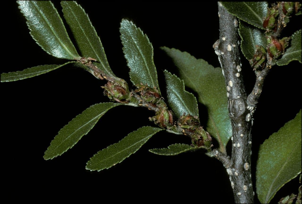 Coigüe 7