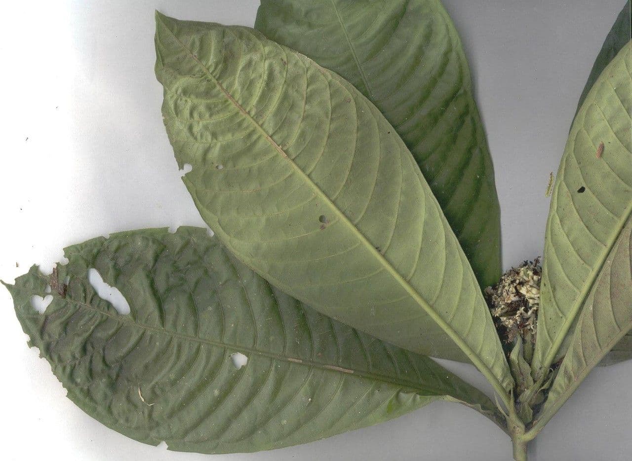 Psychotria 16