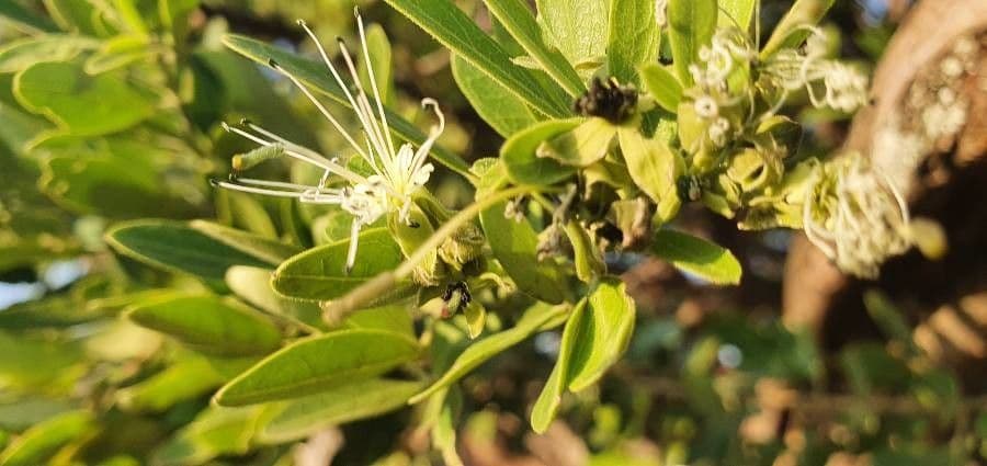 Maerua triphylla 4