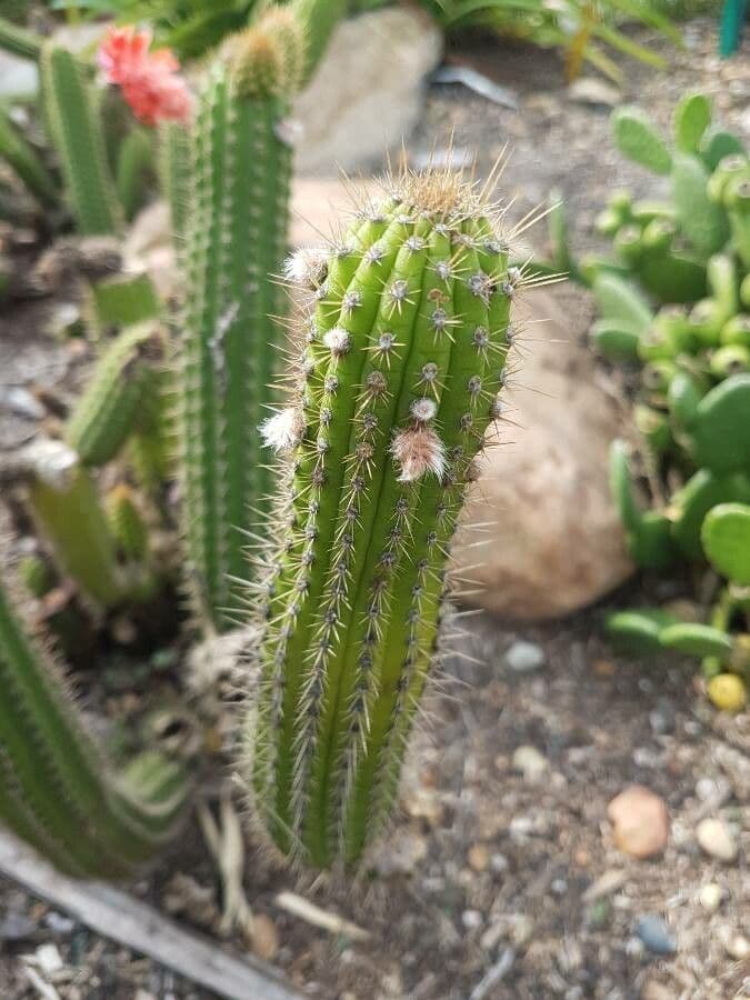 Cleistocactus 13