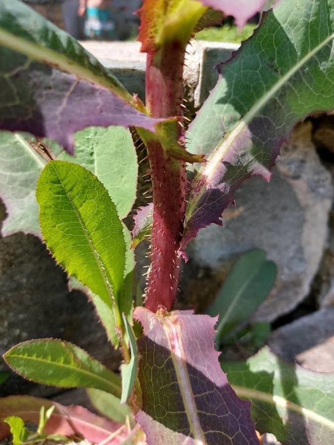 Lechuga amarga 24