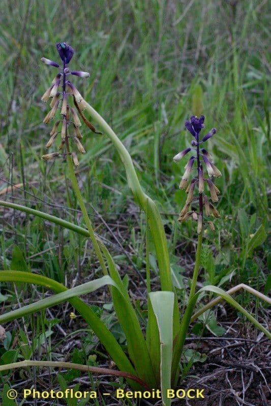 Bellevalia trifogliata 8