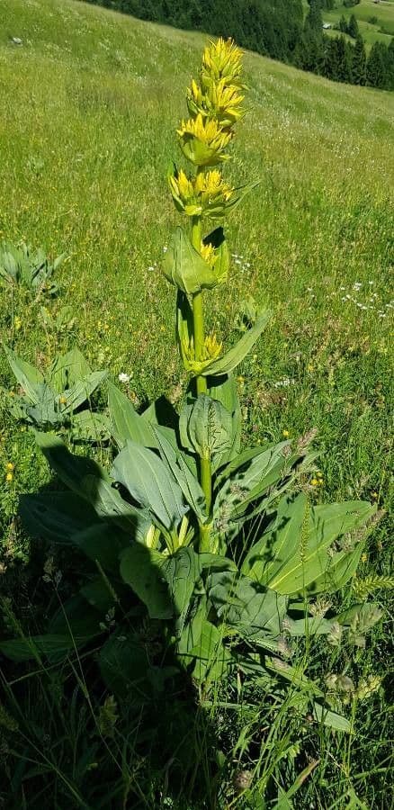 Genziana maggiore 24