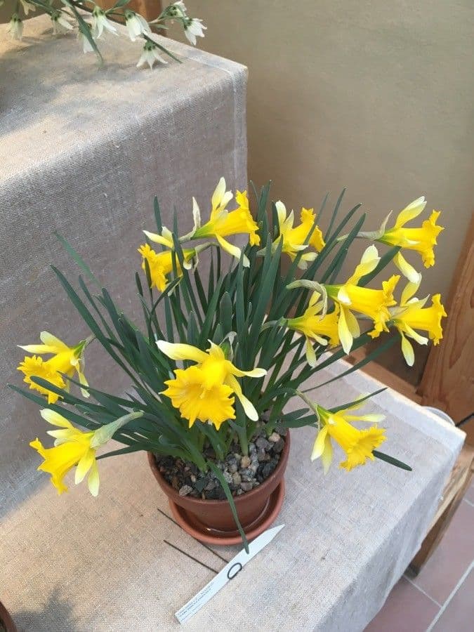 Narciso 2