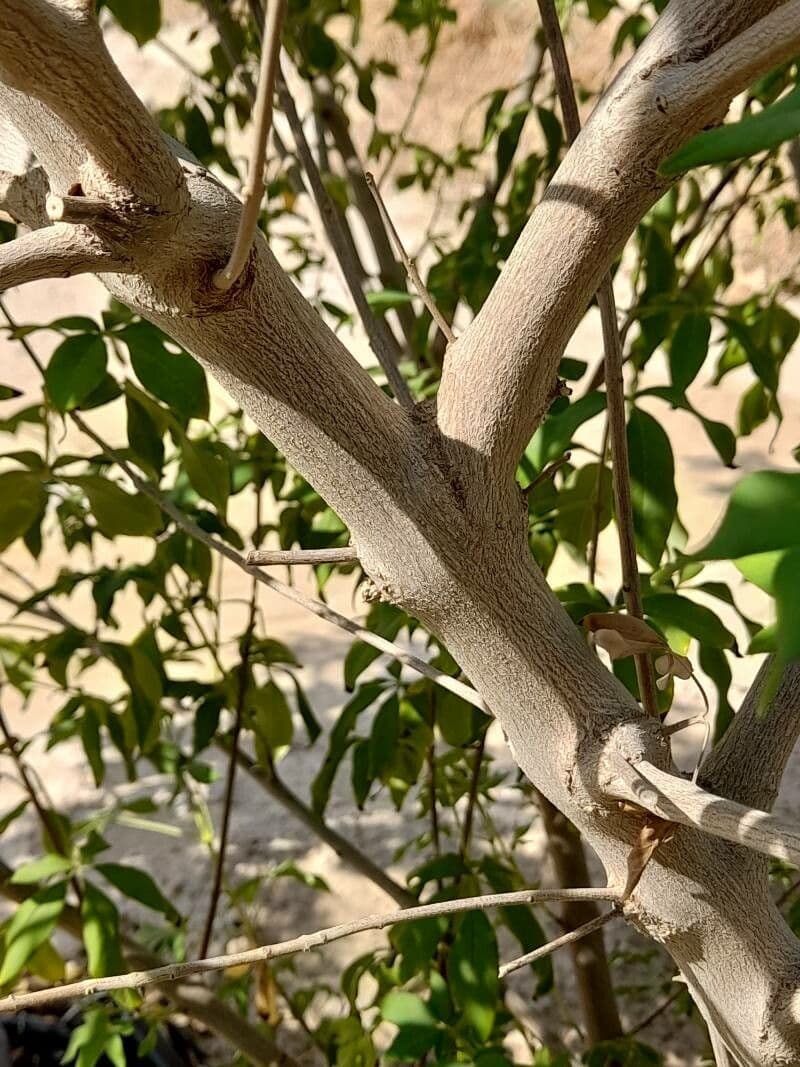 Vitex 20
