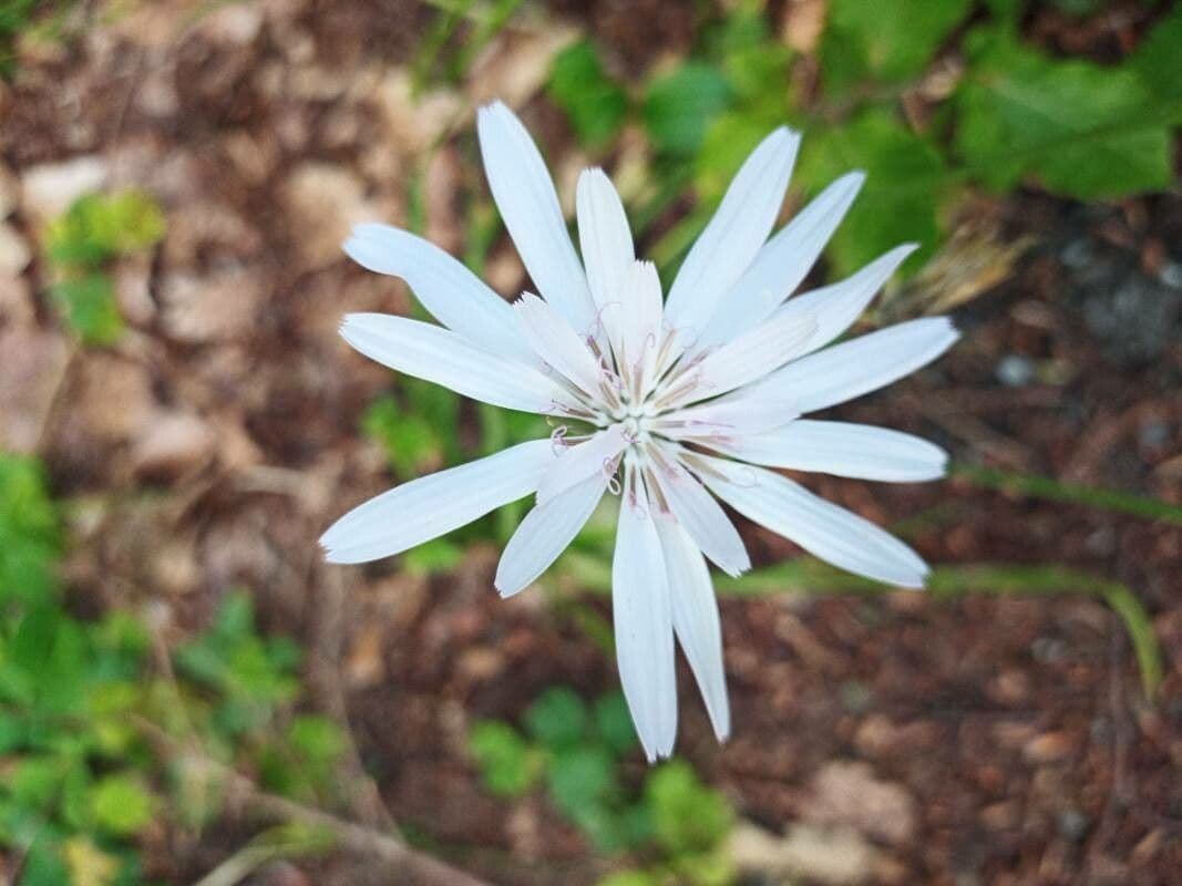 Podospermum 4