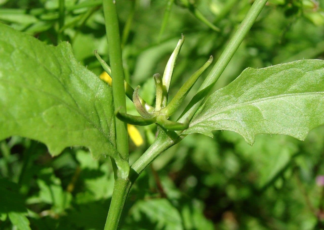 Rhagadiolus 11