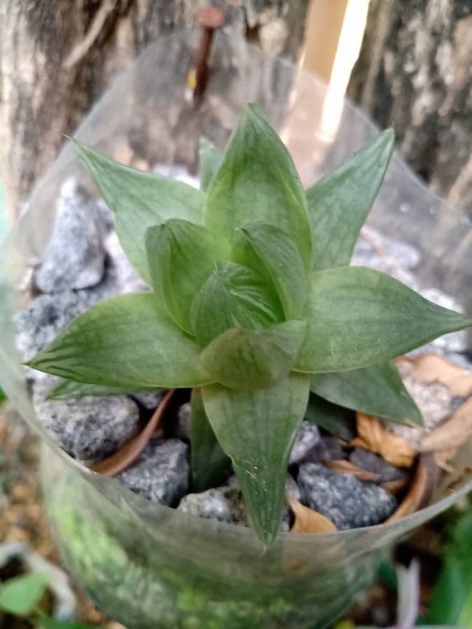 Haworthia