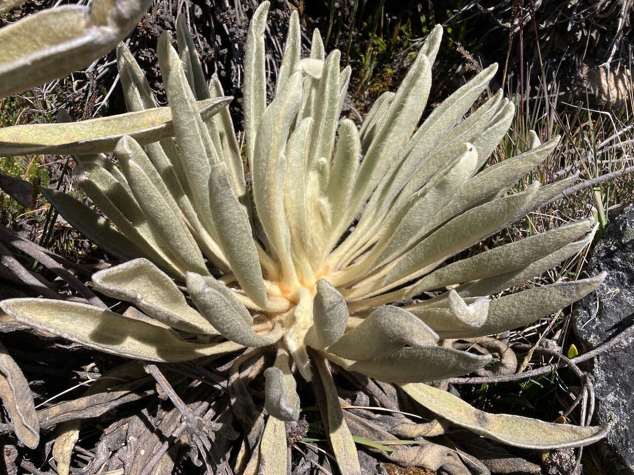 Espeletia 14